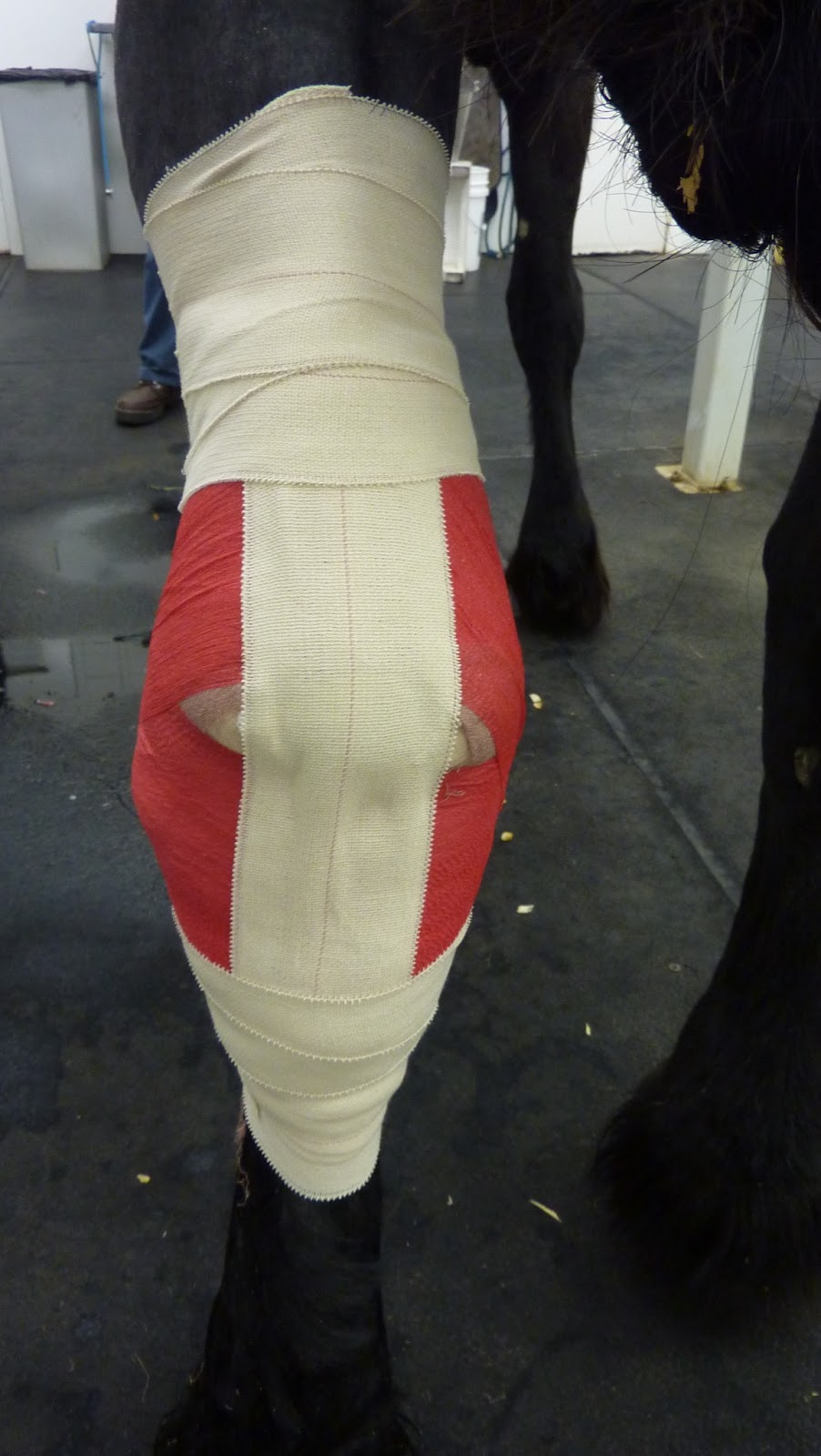 Hock bandages Andrew Jones