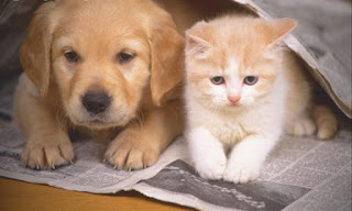 Kedi ve Köpek