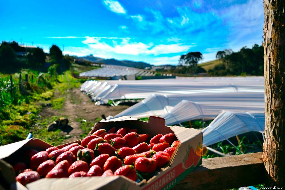 Minas Gerais é o maior produtor de morangos do Brasil Conheça Minas Minas Gerais é o maior produtor de morangos do Brasil Conheça Minas