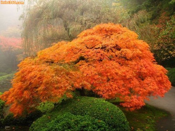 Portland, Oregon Japanese Garden – A bright orange-red lace-leaf maple