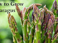 How to plant asparagus crowns in raised beds #Gardening