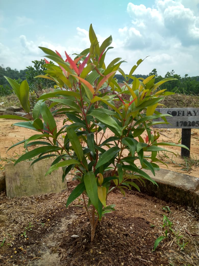 Tanaman Pucuk Merah Syzygium Oleana