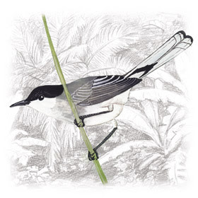 Balança-Rabo-de-Chapéu-Preto (Polioptila plumbea) Balança-Rabo-de-Chapéu-Preto (Polioptila plumbea)