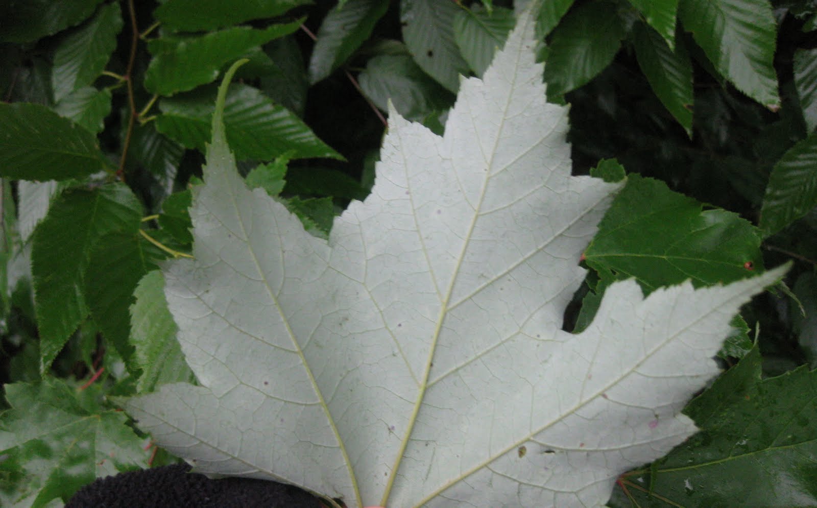 WHS AP Biology 2011 Venation Patterns