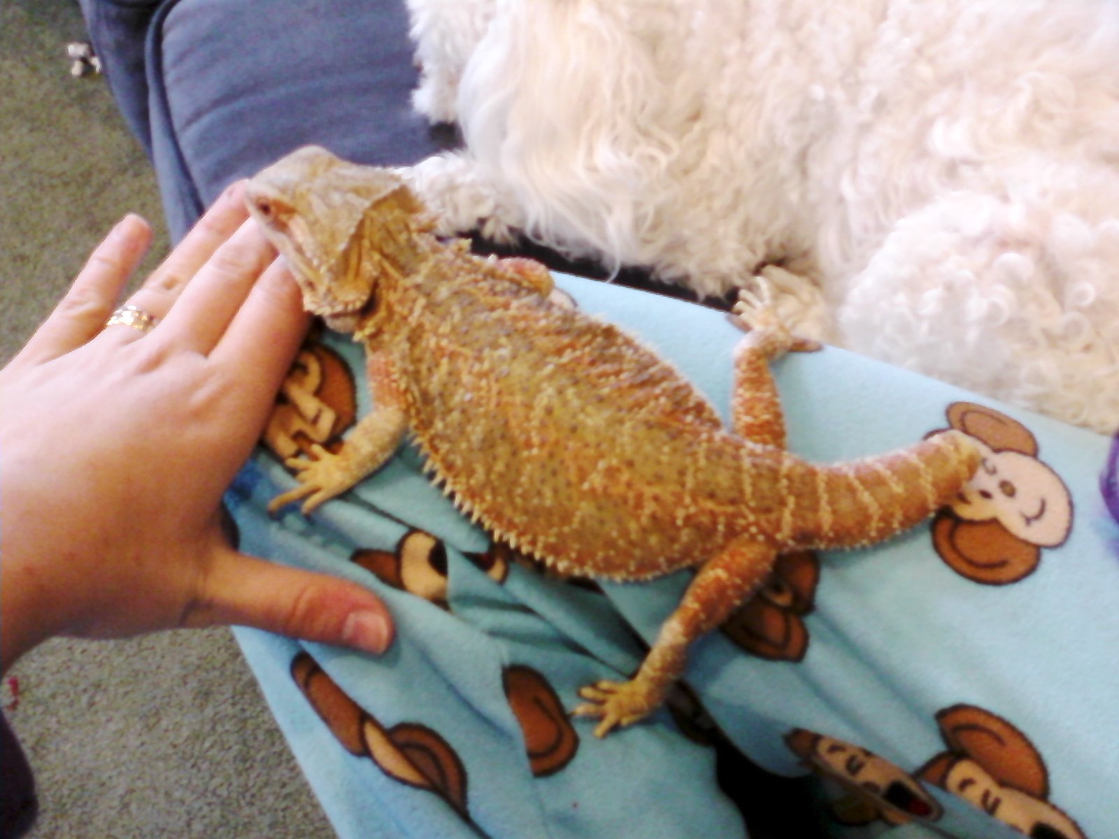 Sarah's Bearded Dragon Rescue Stella, rescue number 4