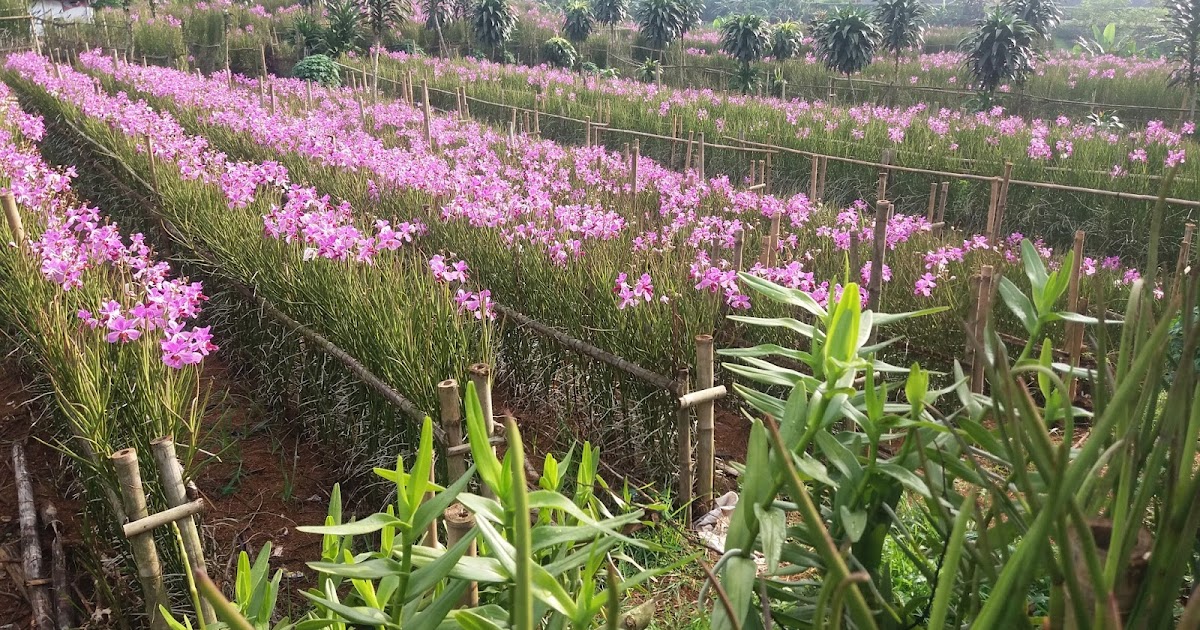 Saat Memberdayakan Petani Lokal Rina Susanti's Blog