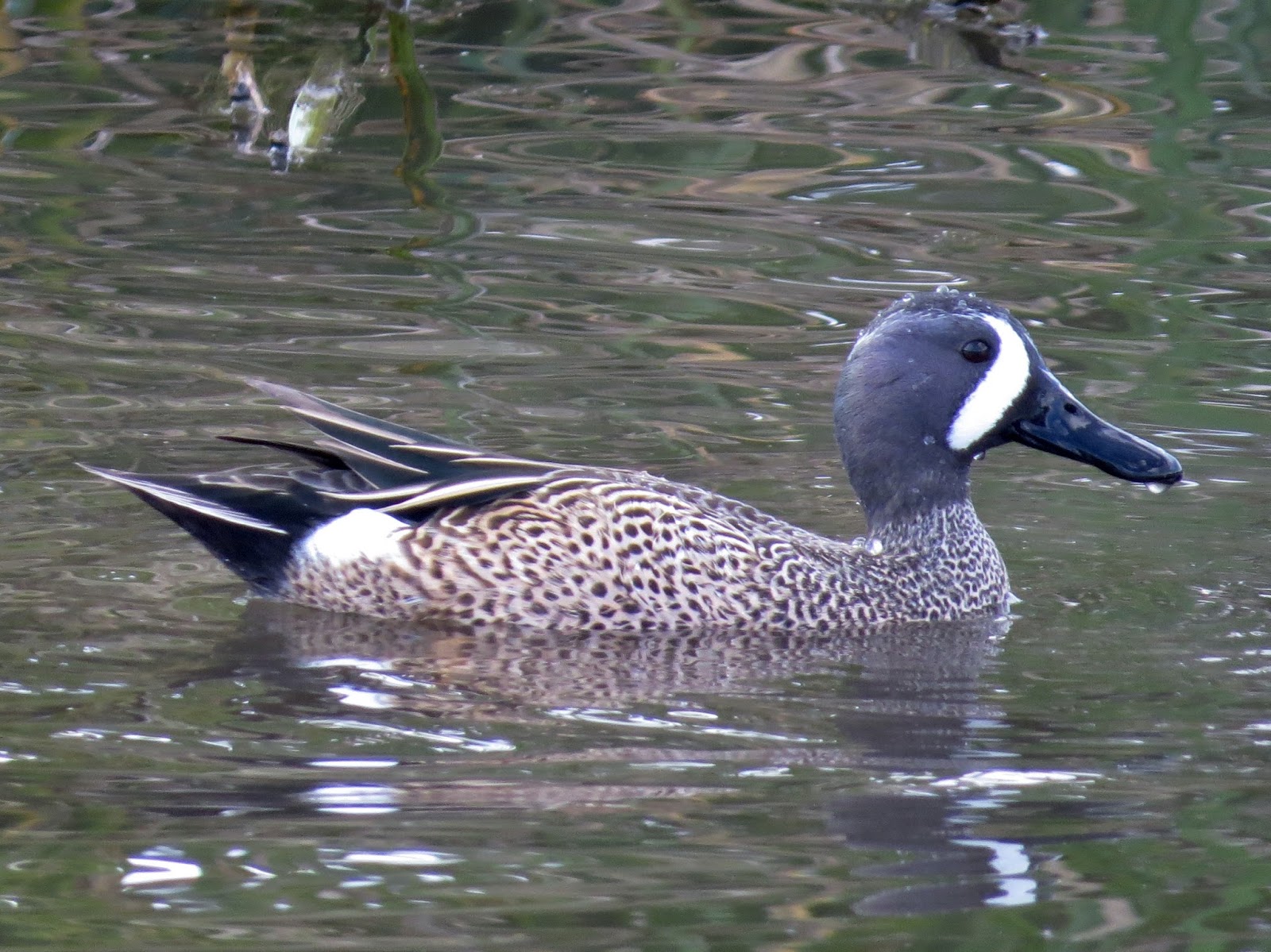 Florida Suncoast Birding Looking For Birds in Gainesville