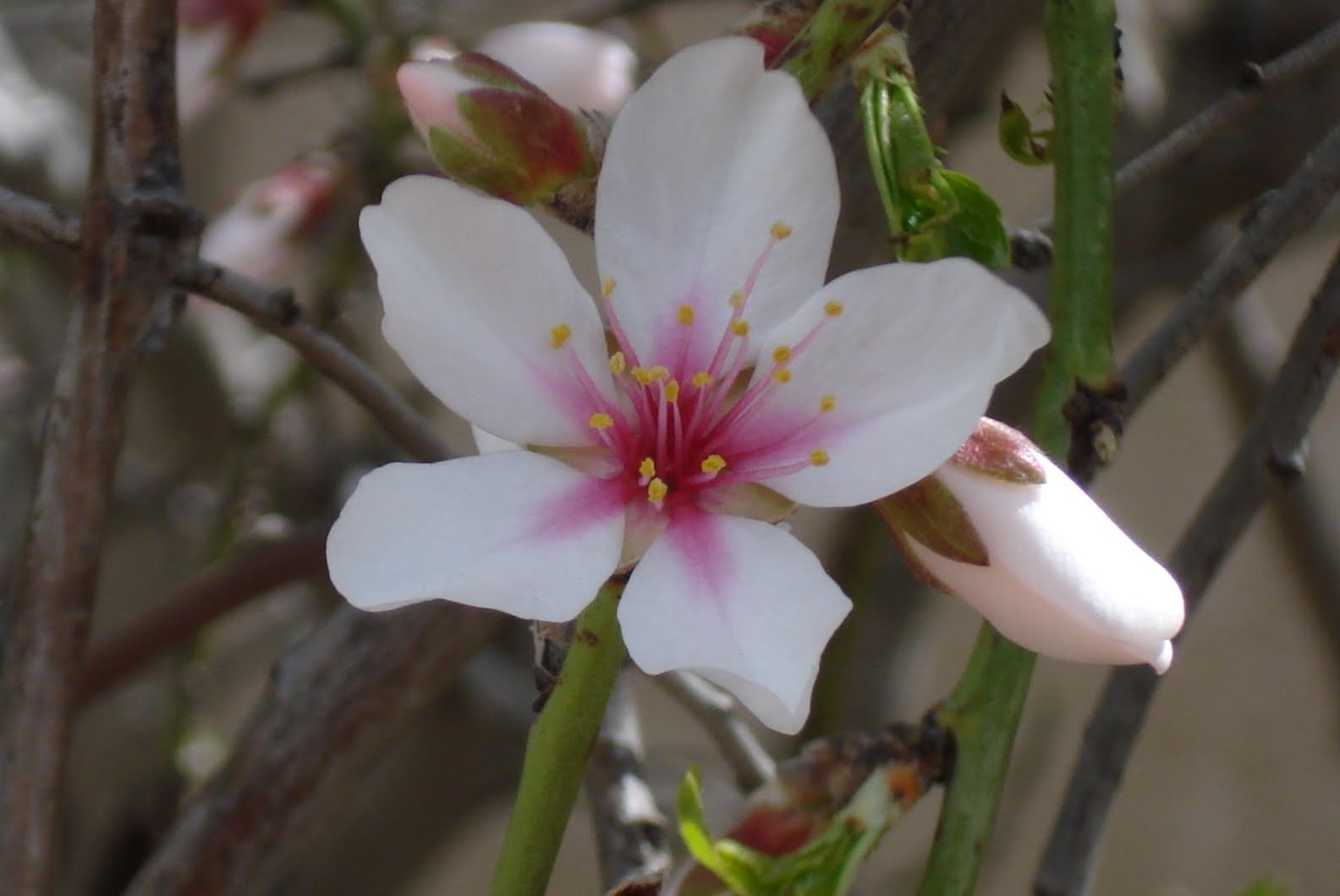 Simple Photography Rosh Chodesh Adar2. Almonds Blossoms