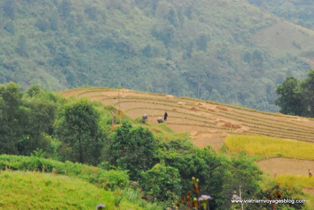 Temps de récolte de Yen Minh vers Ha Giang - Photo An Bui Temps de récolte de Yen Minh vers Ha Giang - Photo An Bui