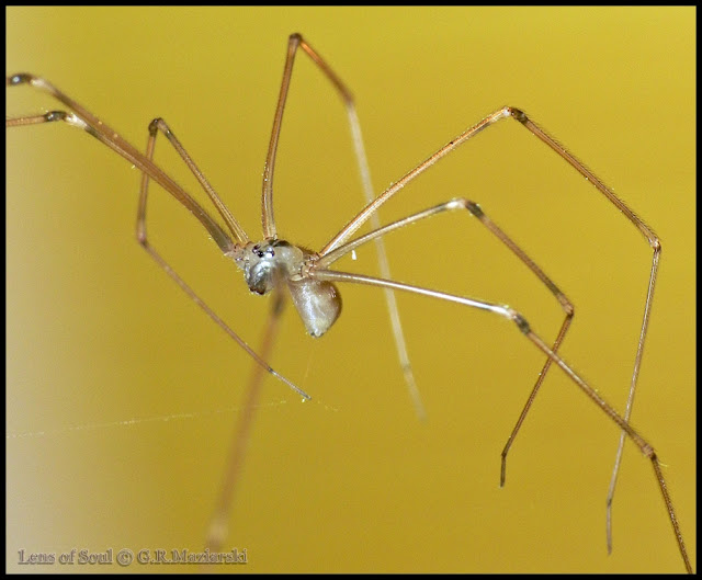 Lens of Soul: Nasosznik Trzęś