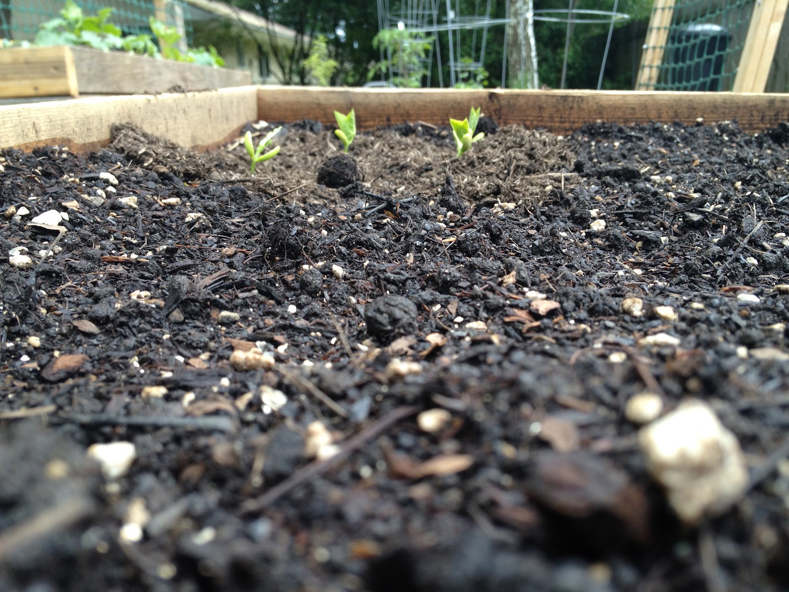 J & B Gardening Growing Cucumbers and Peas in a Small Space
