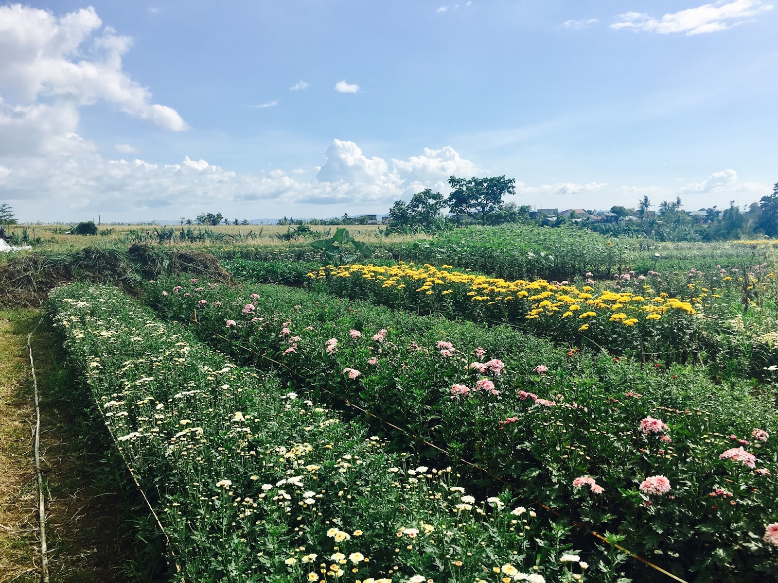 Flower Farm In Baguio City Best Flower Site