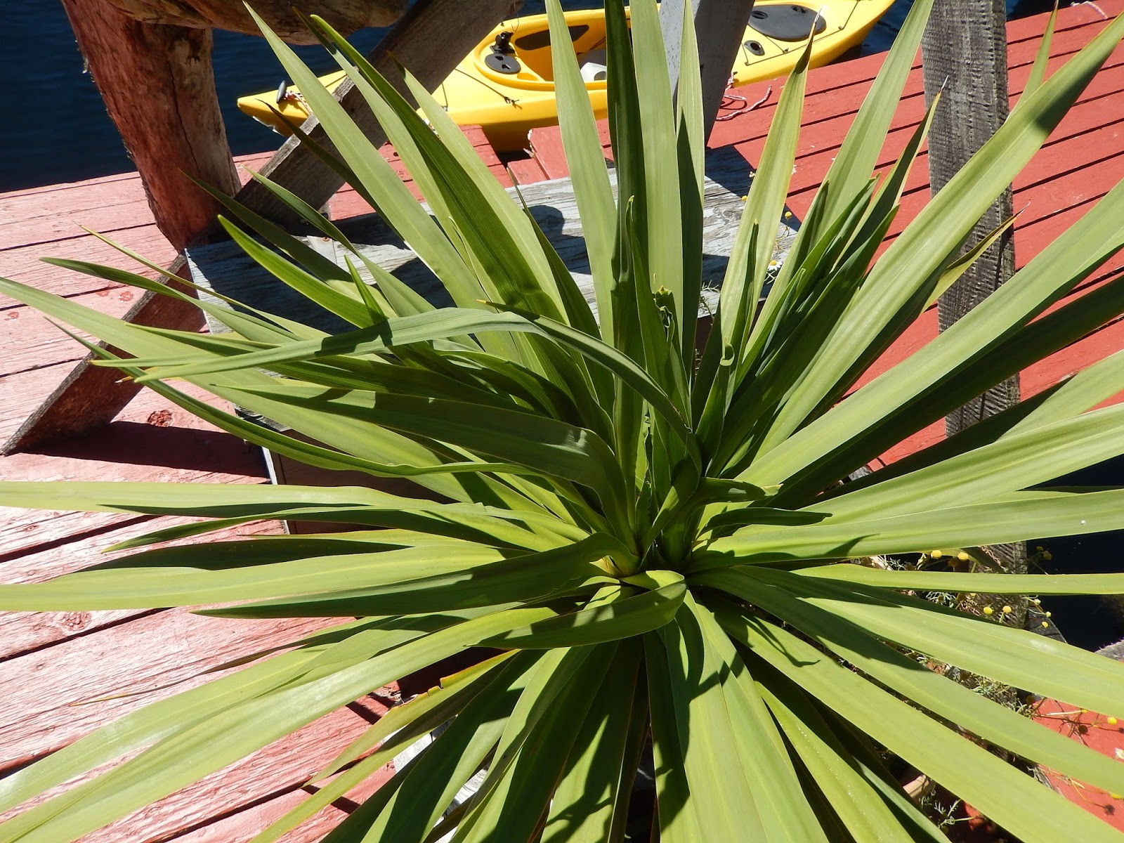 Margy Meanders My Dracaena Spike Plant Blooms