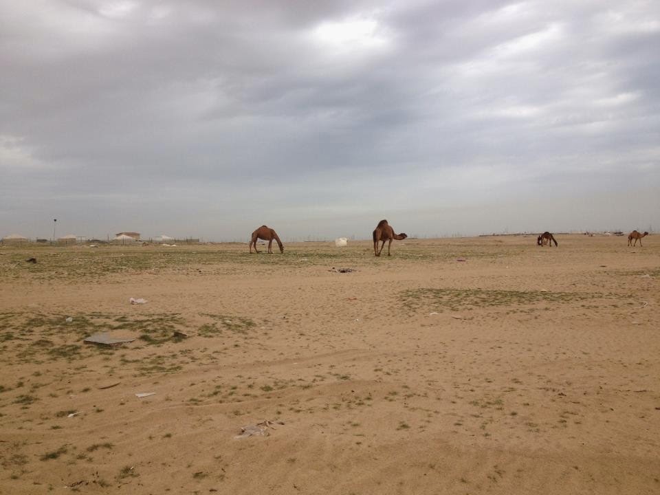Desert Girl on Kuwait Camping War Begins