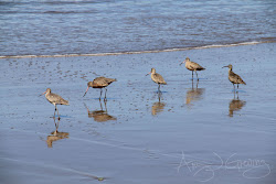 flying birds spring north flew found west south march