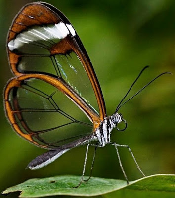 Mariposa Foto de un mariposa de perfil