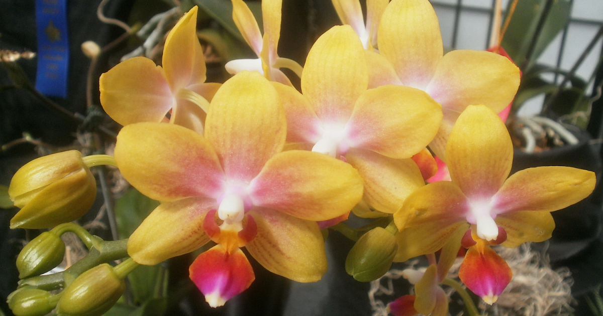 Plants Are The Strangest People Pretty Picture Phalaenopsis I Hsin Venus