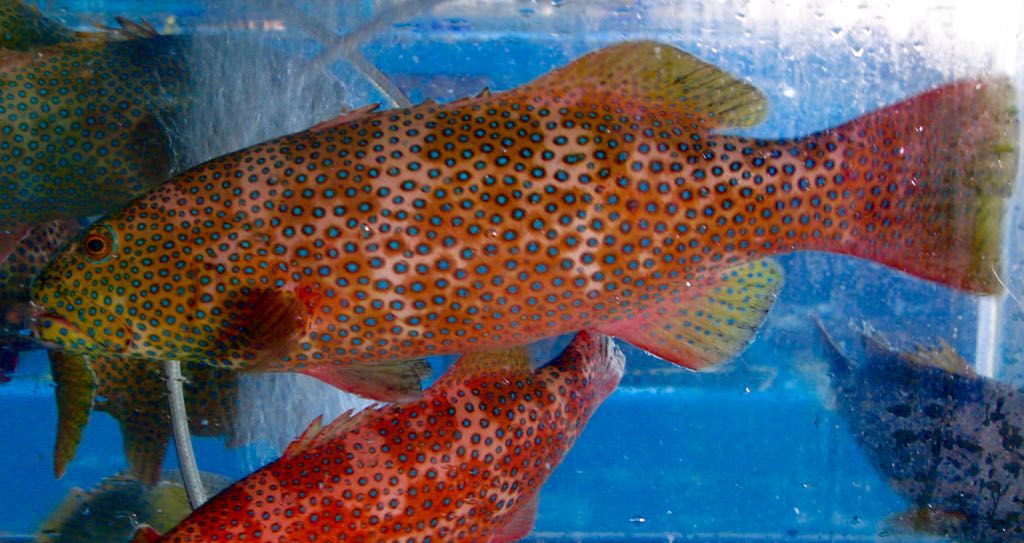 Musings on Life in Hong Kong The Groupers (that we eat) in Hong Kong