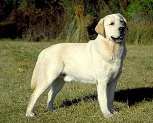 Razas de perros: Labrador Retriever