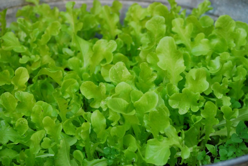 insalata da taglio fresca coltivata in balcone