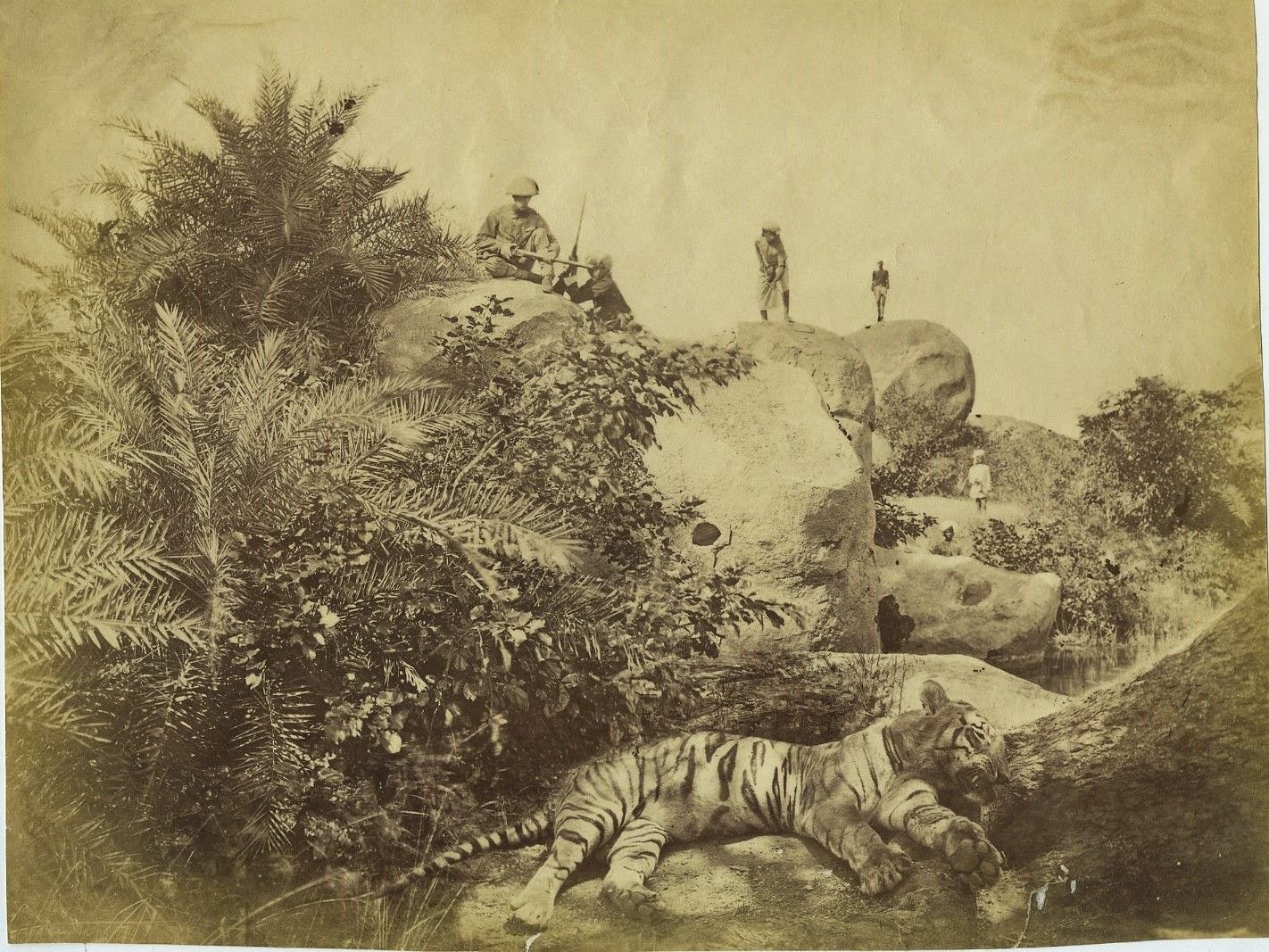 Dead Tiger and Hunters - India c1880's