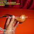WOODEN SMOKING PIPE Pipa rokok CANGKLONG kayu WALIKUKUN vs TANDUK KERBAU model 01 by: IMDA Handicraft Kerajinan Khas Desa TUTUL Jember