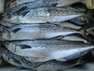 Falta de peixe obriga pescadores a mudarem-se para Sofala