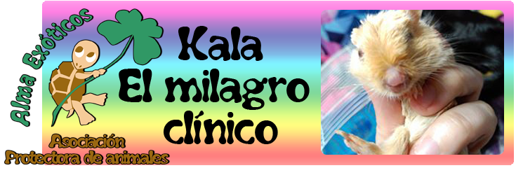 http://almaexoticos.blogspot.com.es/2015/07/kala-el-milagro-cliniconecesita.html