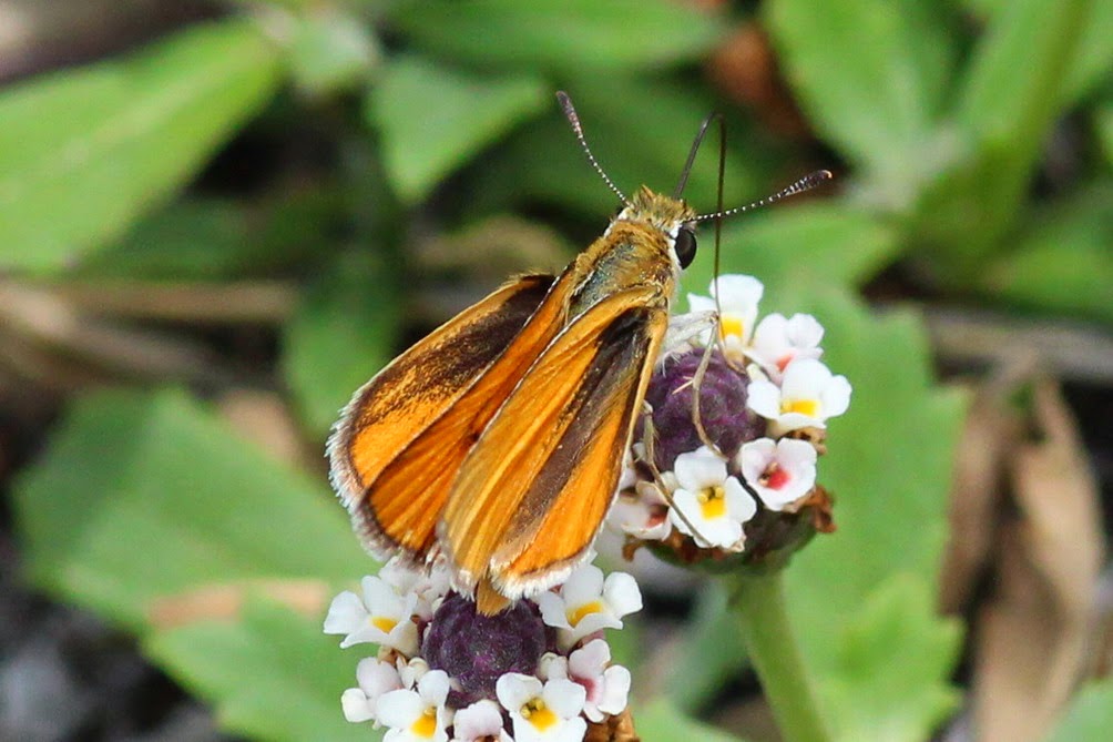 Rio Grande Valley Butterflies: Kickapoo Cavern State Park, 5/17/14
