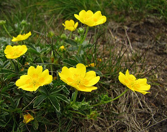 Pięciornik złoty (Potentilla aurea L.).