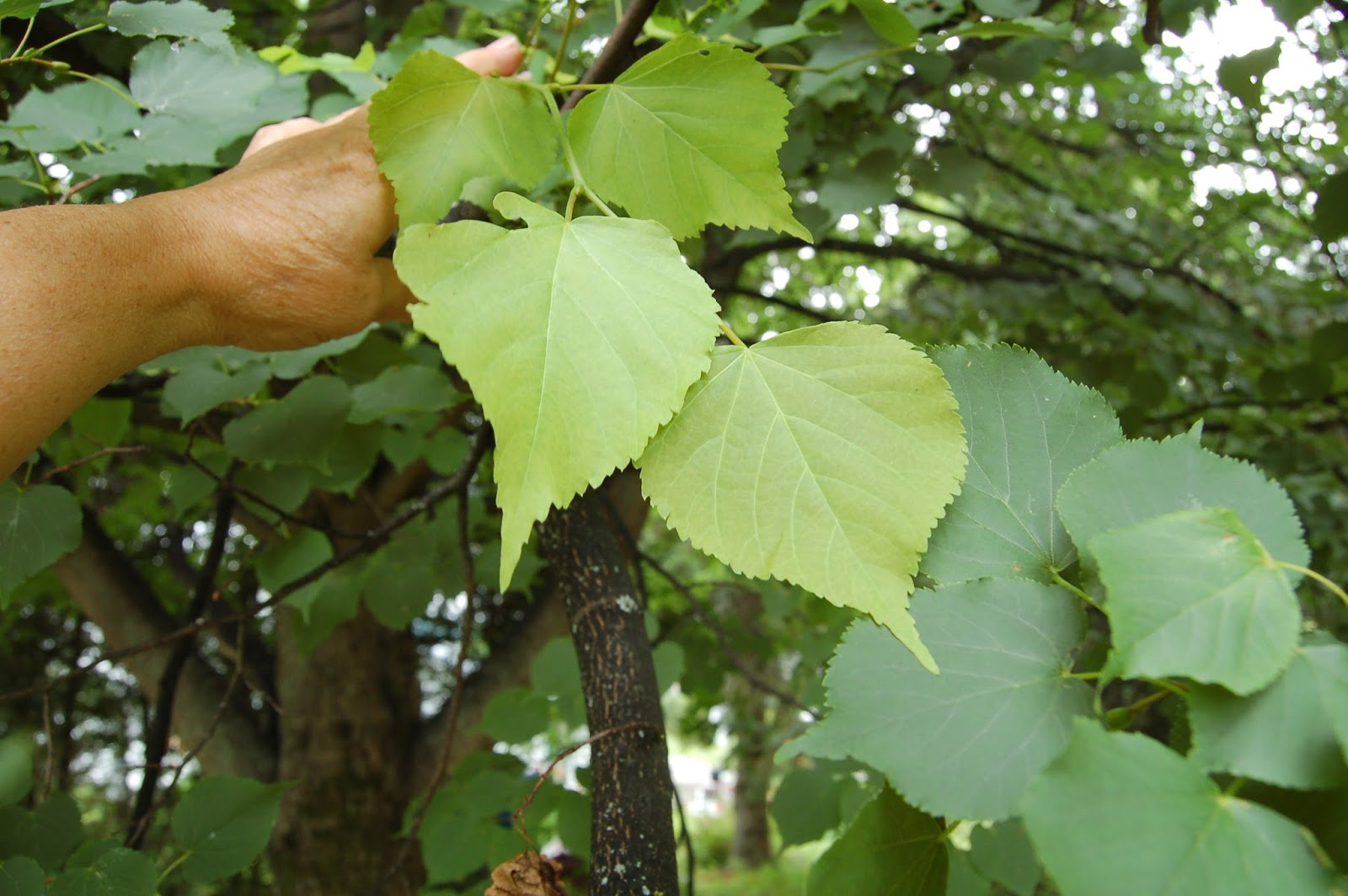 3 Jardins au Québec: Le tilleul, arbre extraordinaire