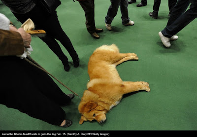 135th Westminster Kennel Club Dog Show at Madison Square Garden in New York City