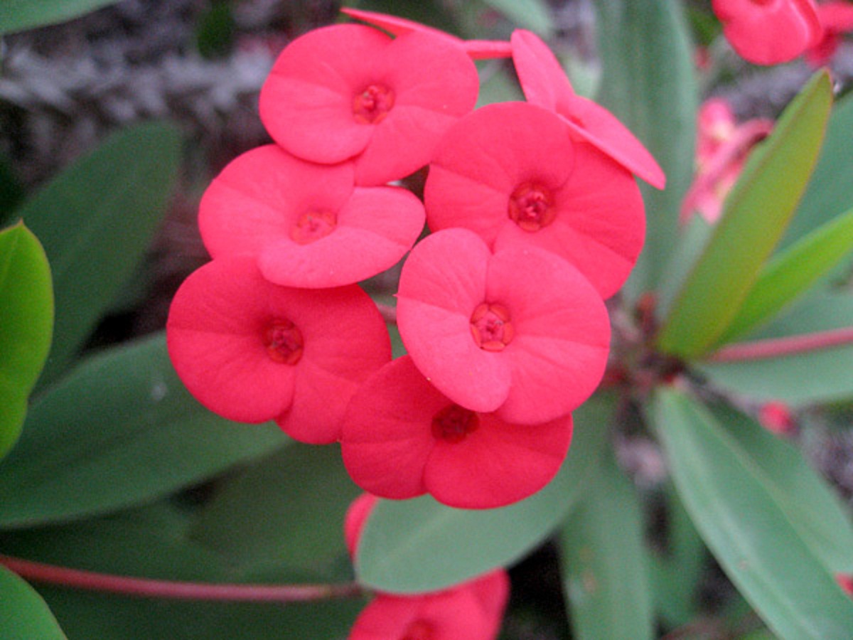 ေက်းလက္သားေလး အသံုး၀င္ Kiss Me Quick ပင္