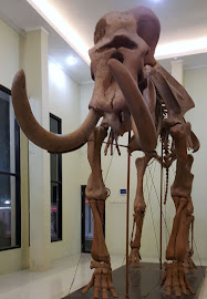 Replika Fosil Gajah Purba Blora