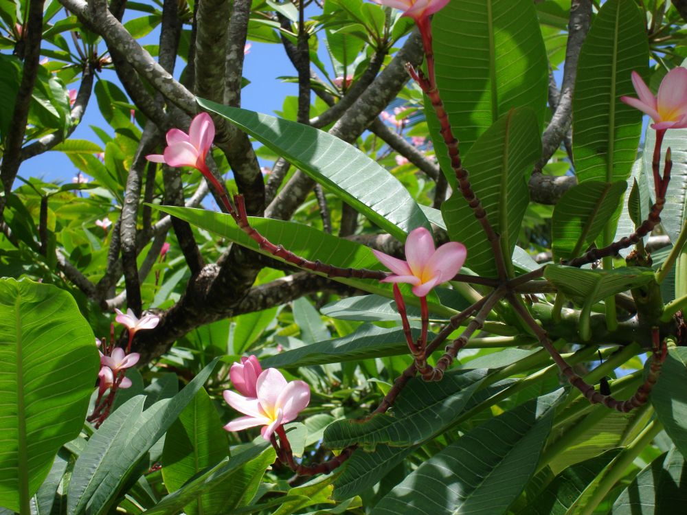 Frangipani ARUNACHALA LAND