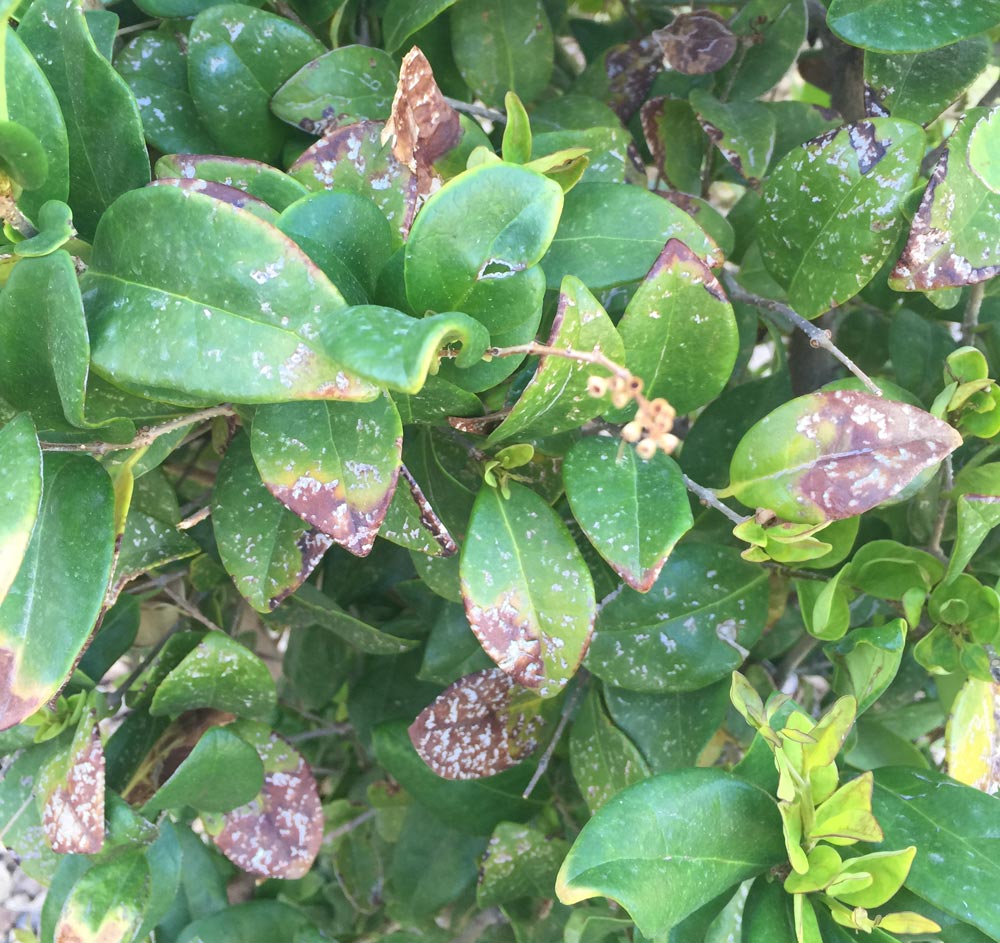 Xtremehorticulture Of The Desert Cause Of Ragged Looking Japanese