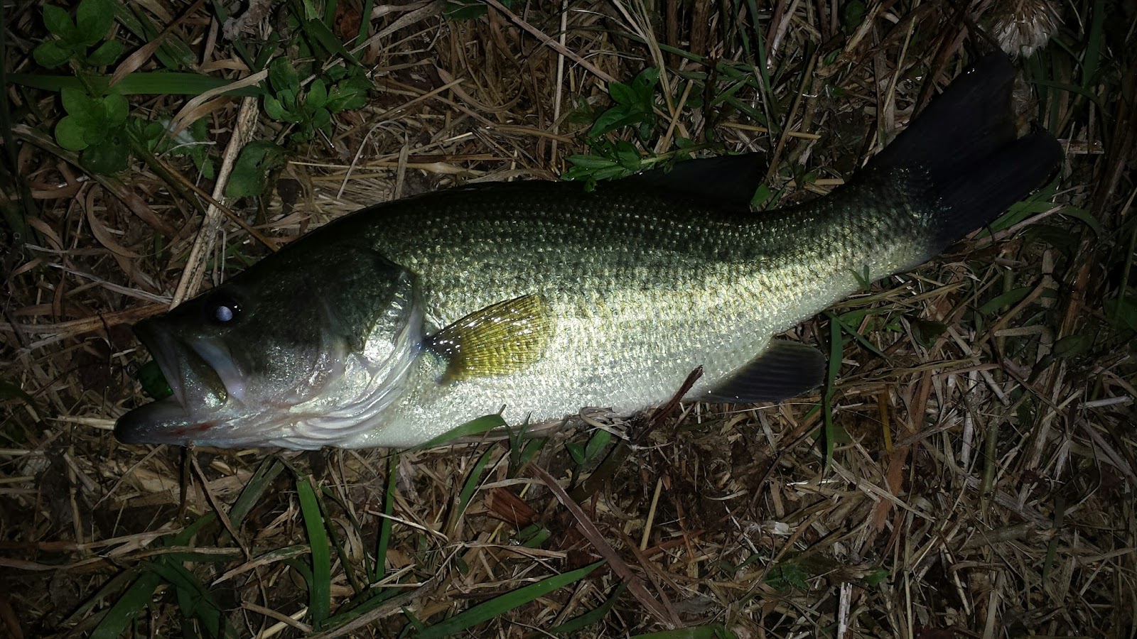 Ramblings Low Investment Bass Fishing