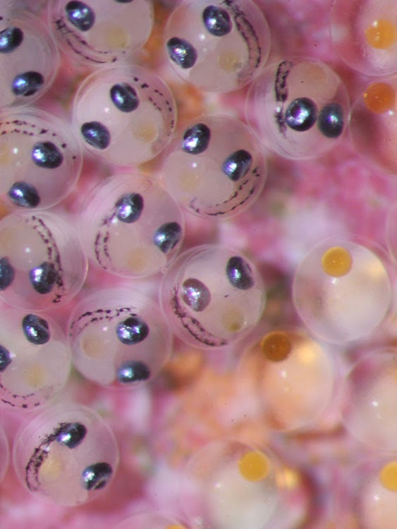 BiologiaVida Ovas de um peixe betônico / Egg cluster of a benthic fish
