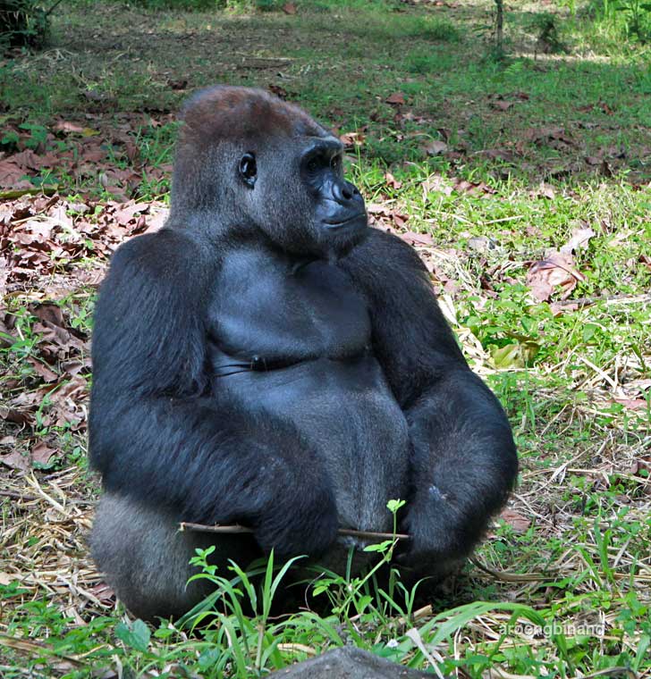 gorilla kebun binatang ragunan jakarta