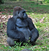 kebun binatang ragunan