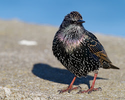 starlings bird starling birds winter garden connolly shay yellow sparkling adult