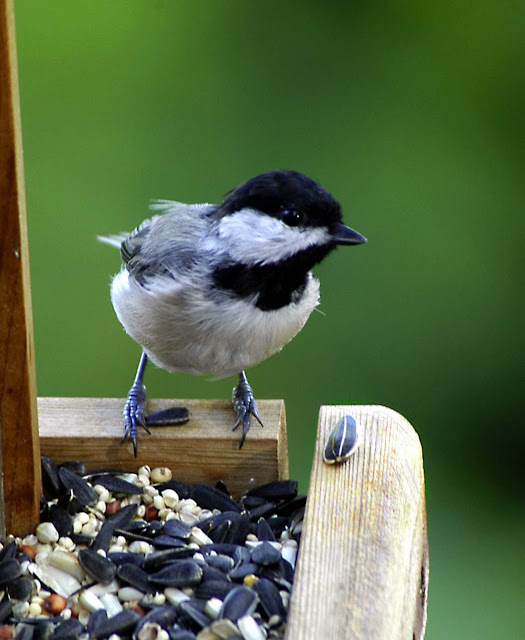 Bird In Everything Wild Birds Of Texas
