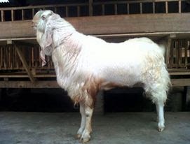 Image Result For Harga Kambing Kurban Image Result For Harga Kambing Kurban