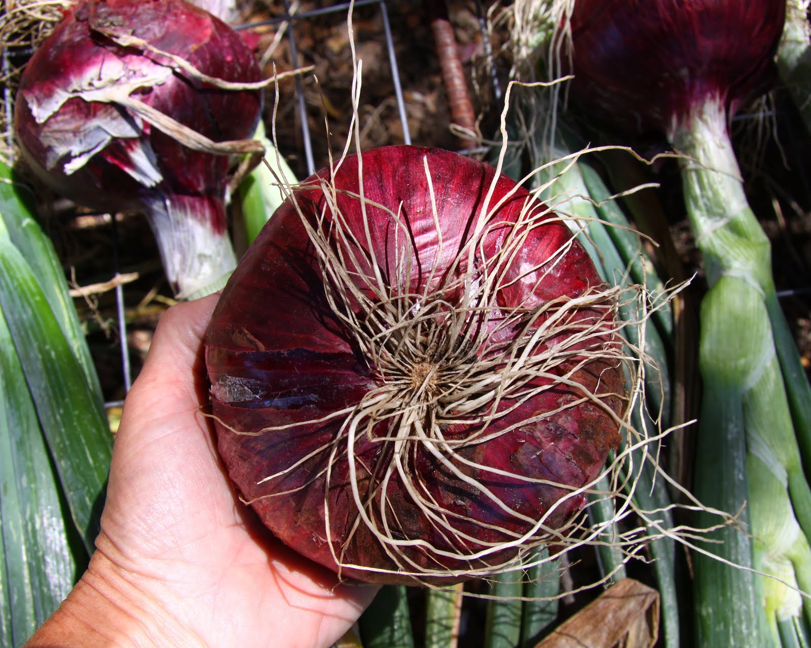 Traditional Shallot Plants - Dixondale Farms