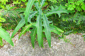 leaves of Indian Lettuce plant