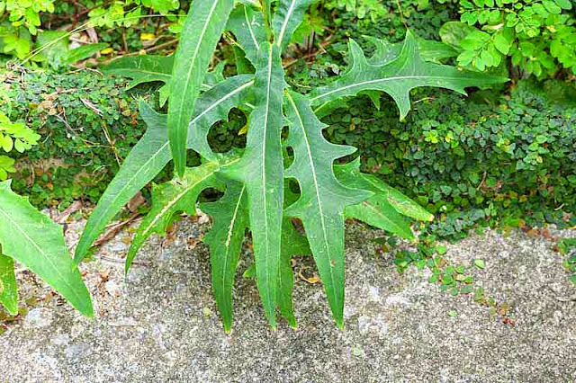 leaves of Indian Lettuce plant