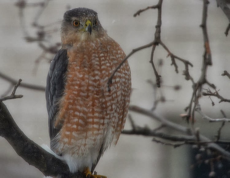 A Cooper's Hawk (Accipiter cooperii) sits outside our kitchen window. His rusty chest and belly and dark blue gray head and shoulders let you know he's an adult.