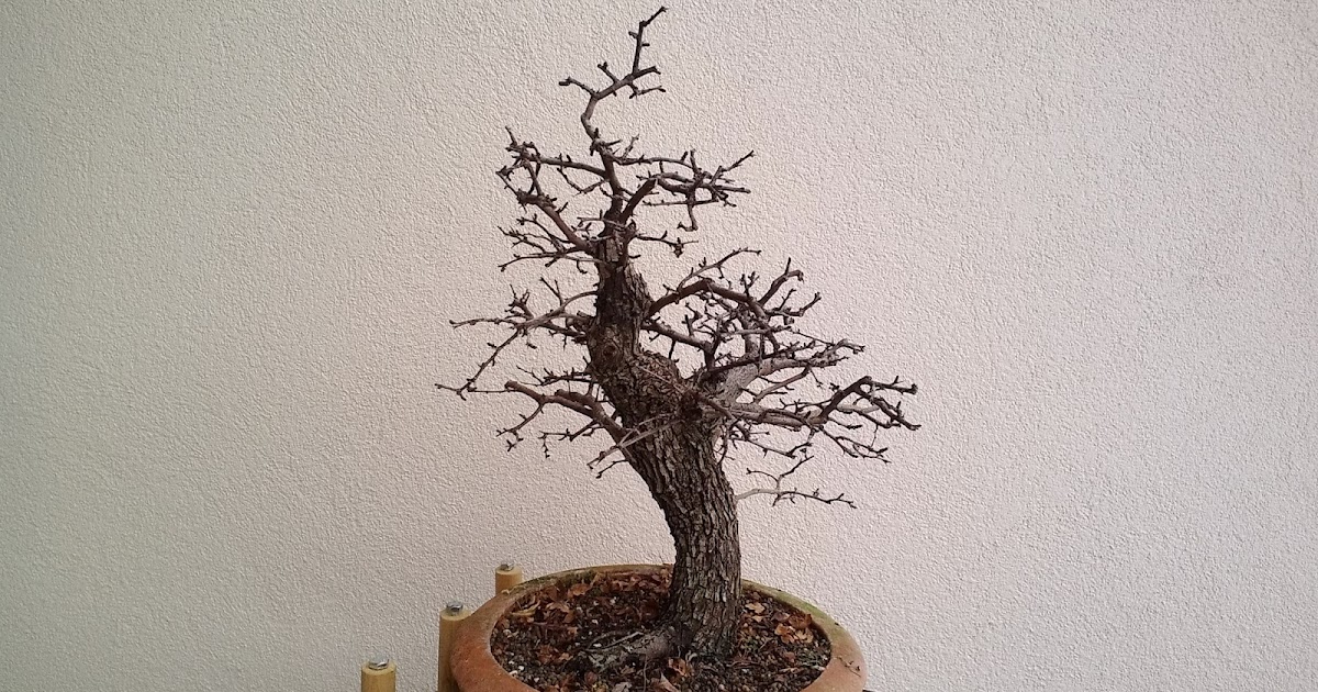 just another bonsai enthusiast Crataegus