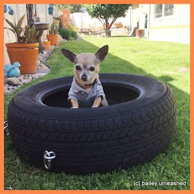 bailey in a tire