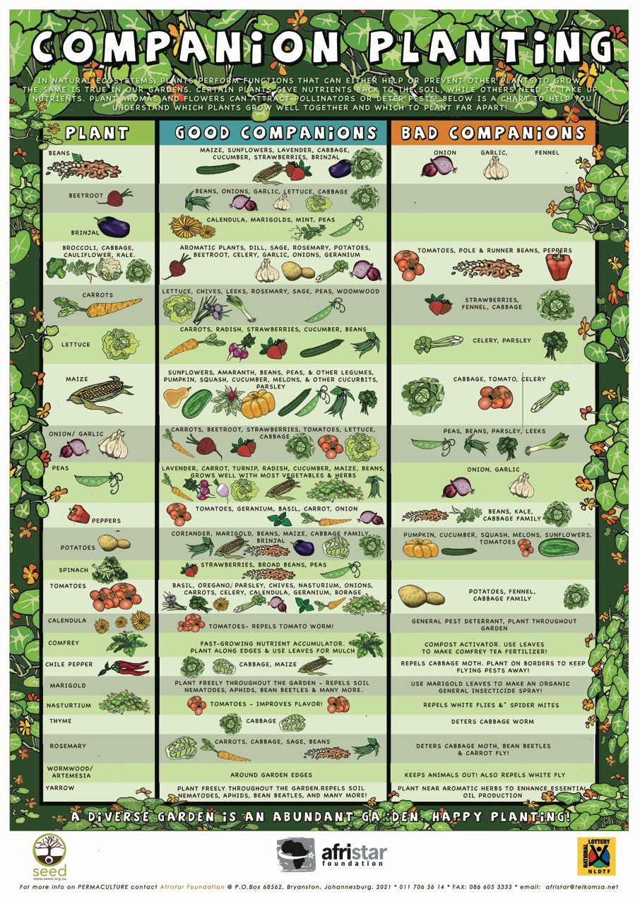 Michigan Backyard Gardener Companion Planting Guidelines Chart 